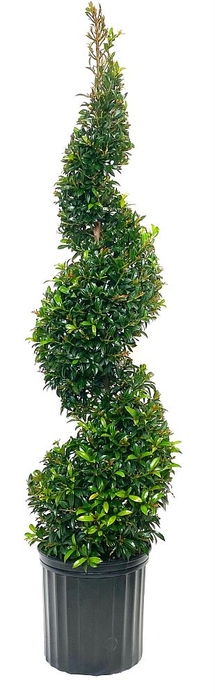 eugenia-globulus-topiary-spiral-syzygium-paniculatum-globulus