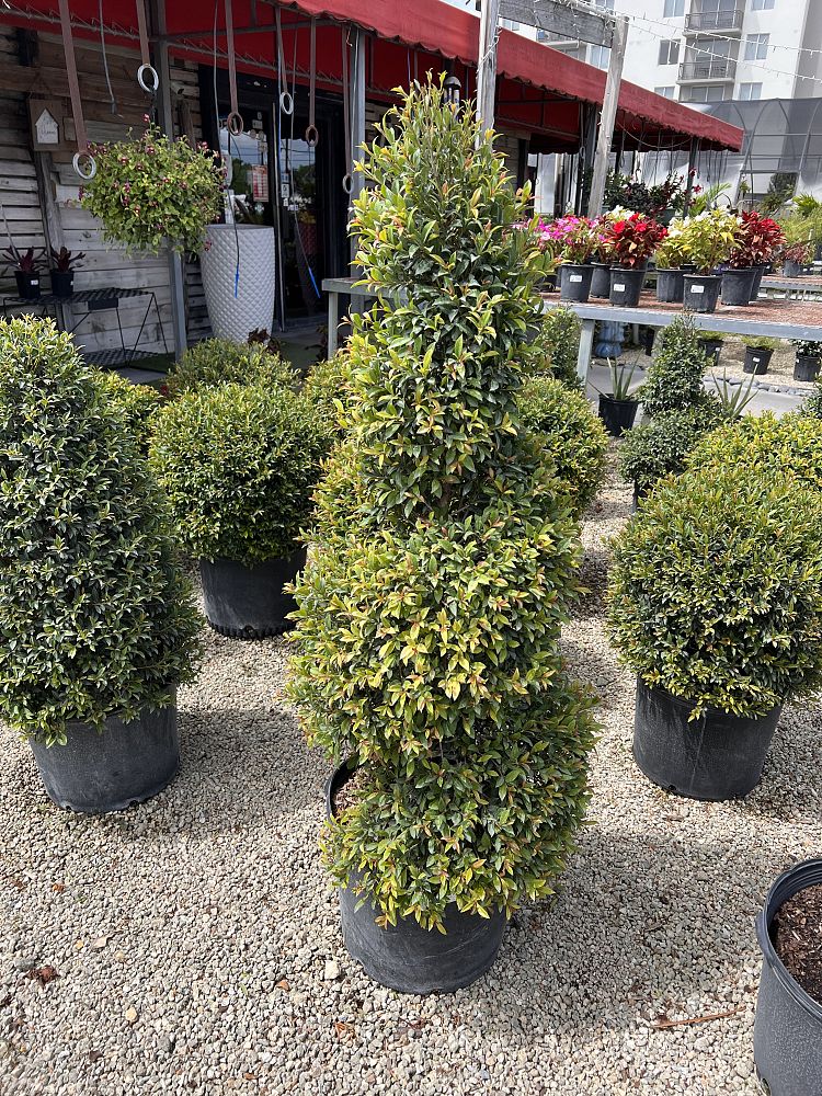 eugenia-globulus-topiary-spiral-syzygium-paniculatum-globulus