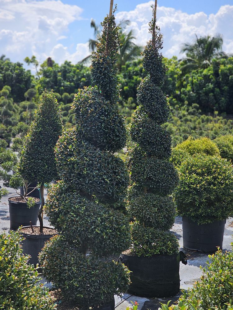 eugenia-globulus-topiary-spiral-syzygium-paniculatum-globulus