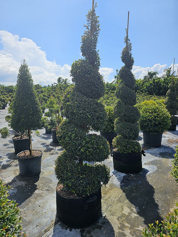 eugenia-globulus-topiary-spiral-syzygium-paniculatum-globulus