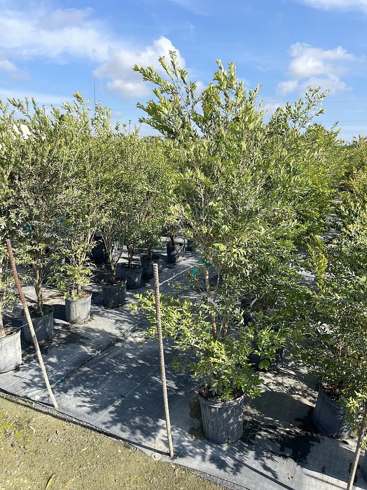 eugenia-monticola-birdcherry