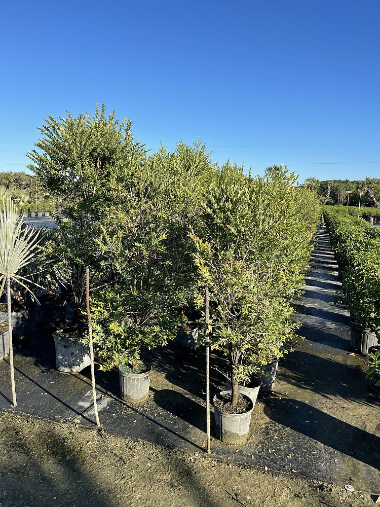eugenia-monticola-birdcherry