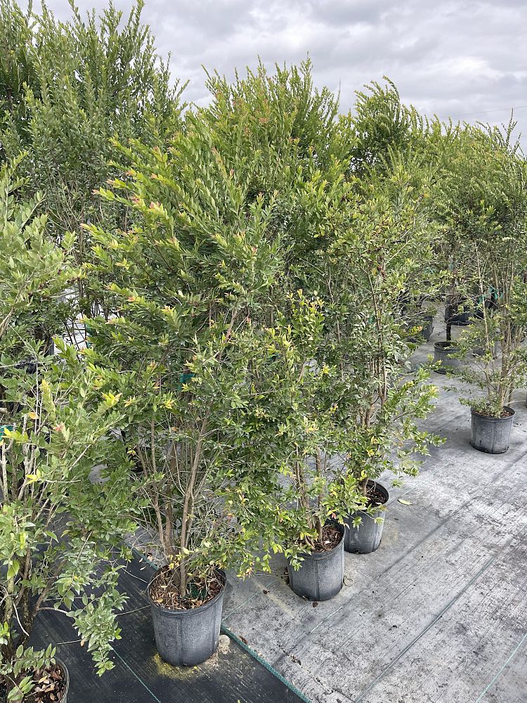 eugenia-monticola-birdcherry