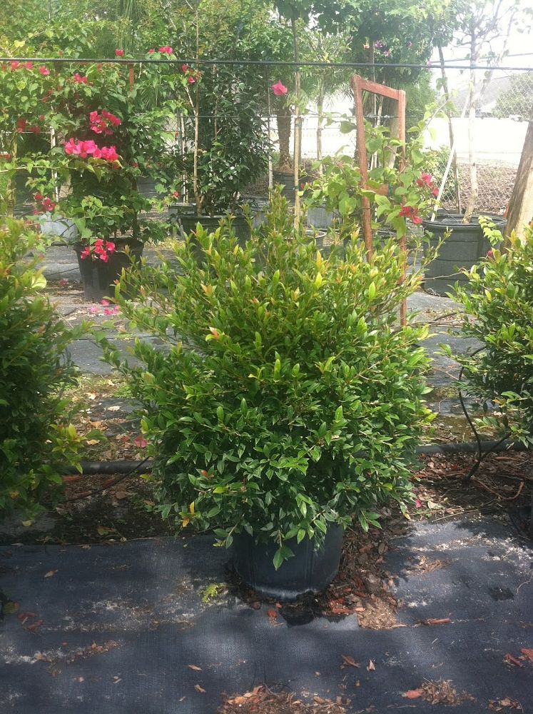 Eugenia myrtifolia 'Monterey Bay' - Topiary 1 Ball