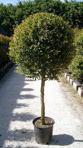 eugenia-myrtifolia-monterey-bay-topiary-1-ball-syzygium-paniculatum-brush-cherry