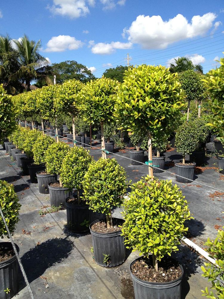eugenia-myrtifolia-monterey-bay-topiary-2-ball-syzygium-paniculatum-brush-cherry