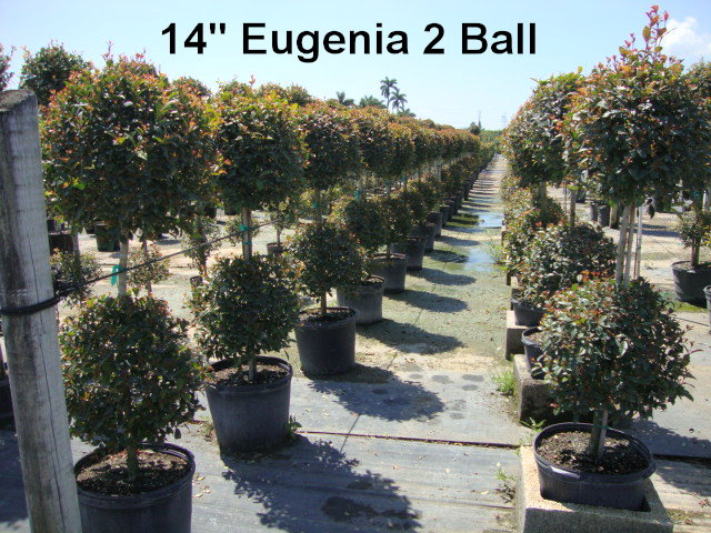 eugenia-myrtifolia-monterey-bay-topiary-2-ball-syzygium-paniculatum-brush-cherry