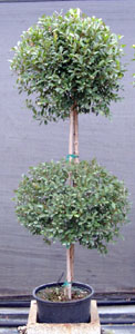 eugenia-myrtifolia-monterey-bay-topiary-2-ball-syzygium-paniculatum-brush-cherry