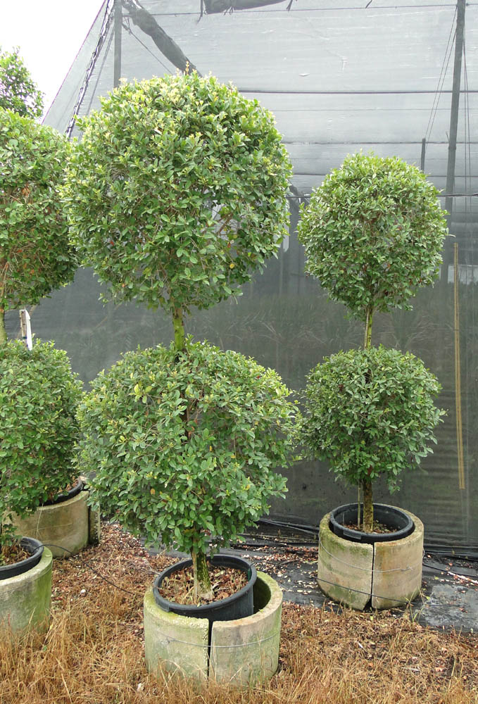 eugenia-myrtifolia-monterey-bay-topiary-2-ball-syzygium-paniculatum-brush-cherry