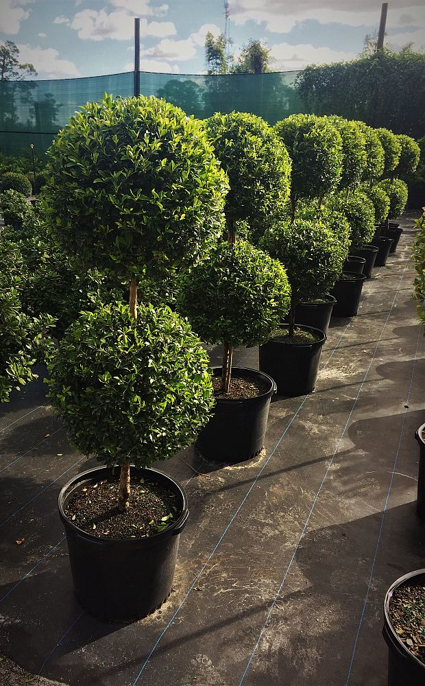 eugenia-myrtifolia-monterey-bay-topiary-2-ball-syzygium-paniculatum-brush-cherry