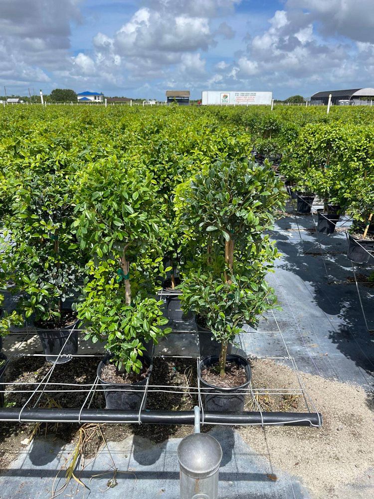 eugenia-myrtifolia-monterey-bay-topiary-2-ball-syzygium-paniculatum-brush-cherry