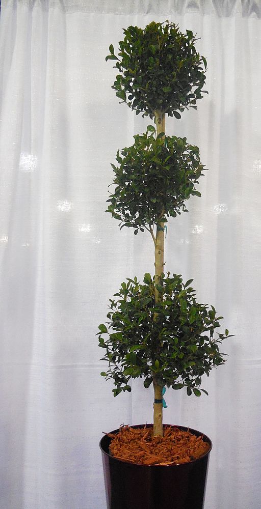 eugenia-myrtifolia-monterey-bay-topiary-3-ball-syzygium-paniculatum-brush-cherry