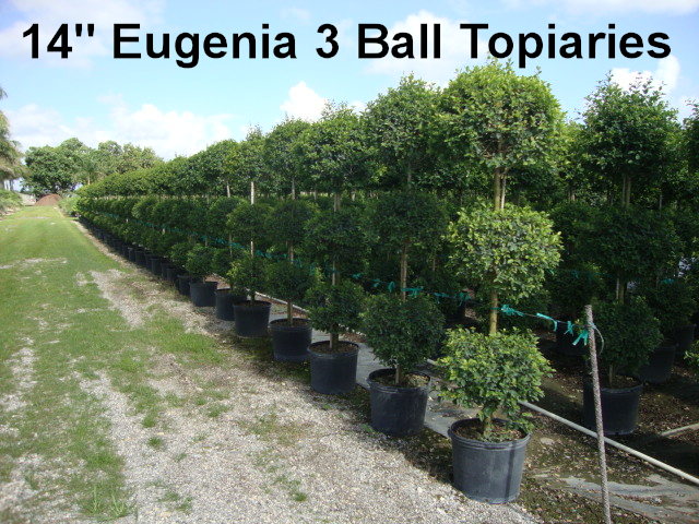 eugenia-myrtifolia-monterey-bay-topiary-3-ball-syzygium-paniculatum-brush-cherry