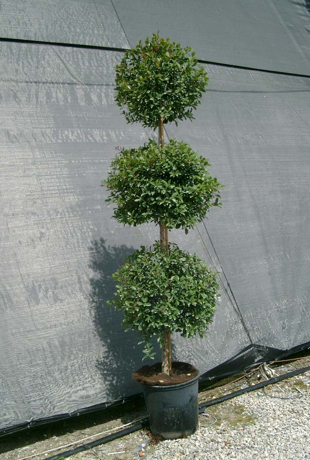 eugenia-myrtifolia-monterey-bay-topiary-3-ball-syzygium-paniculatum-brush-cherry