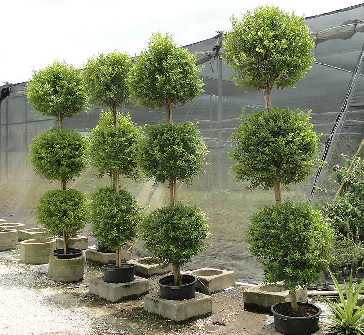 eugenia-myrtifolia-monterey-bay-topiary-3-ball-syzygium-paniculatum-brush-cherry