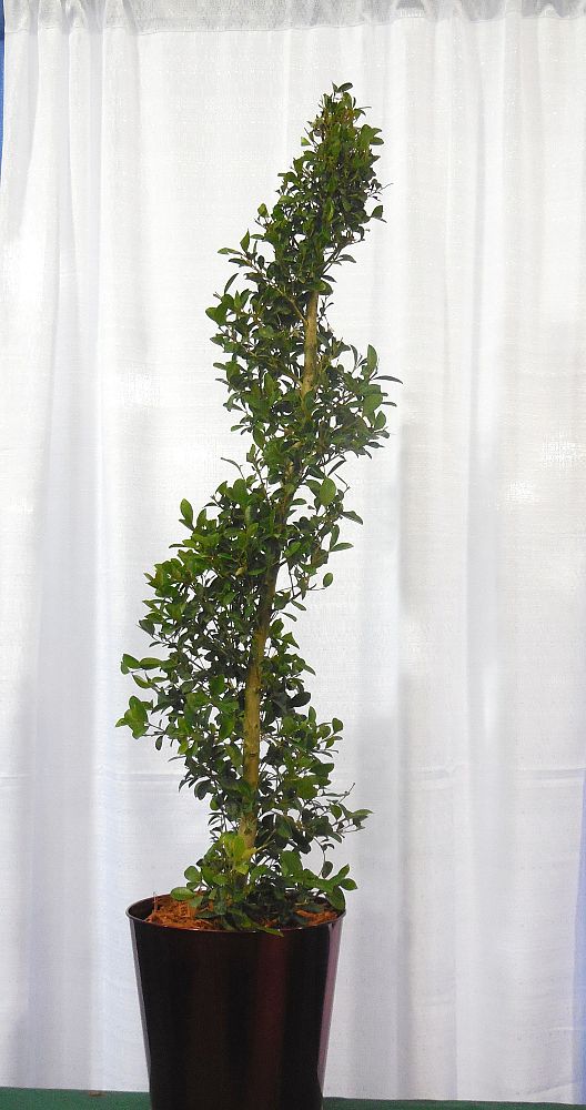 D&A Nursery | plantANT.com