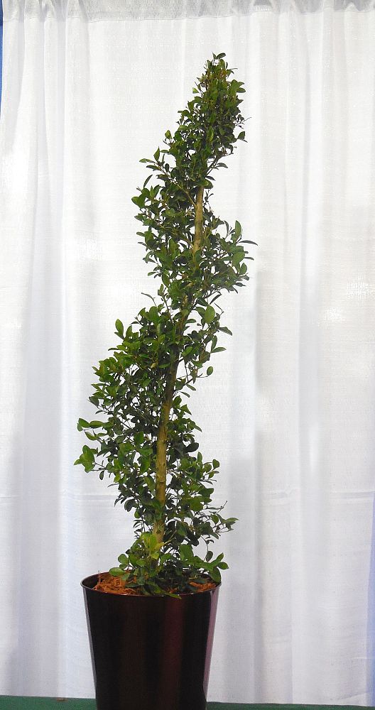 eugenia-myrtifolia-monterey-bay-topiary-spiral-syzygium-paniculatum-brush-cherry