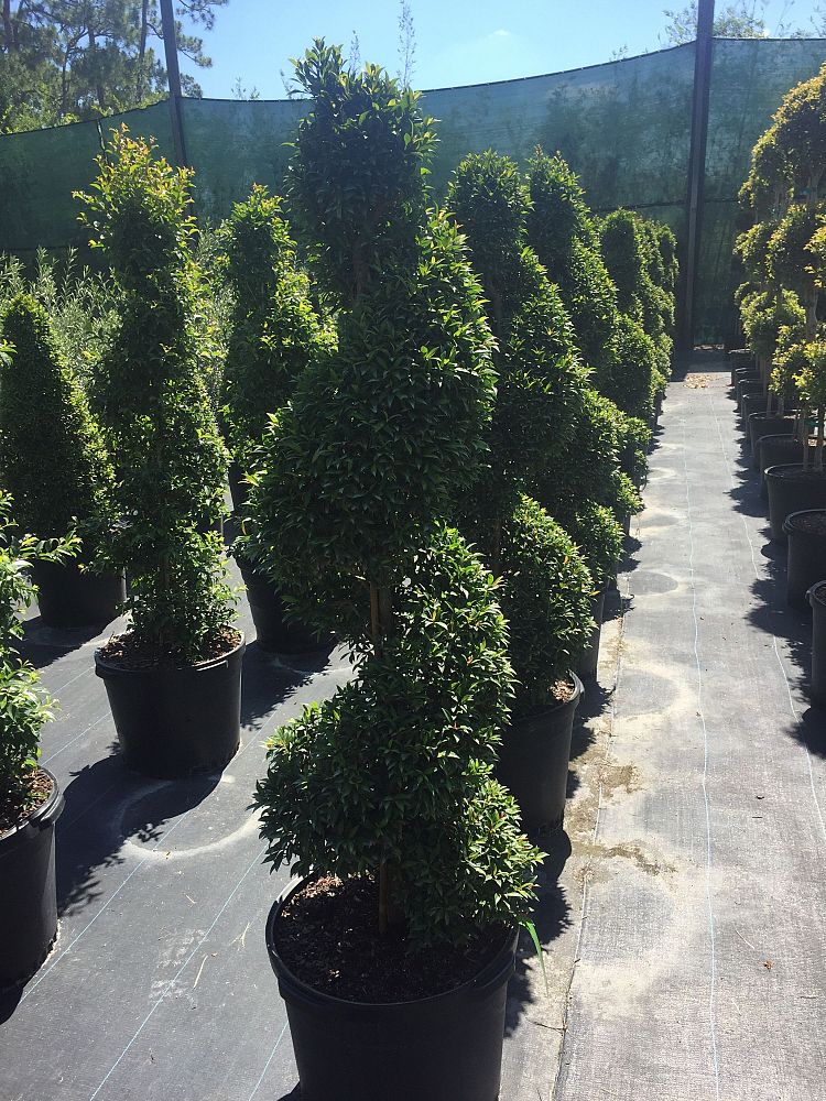 eugenia-myrtifolia-monterey-bay-topiary-spiral-syzygium-paniculatum-brush-cherry