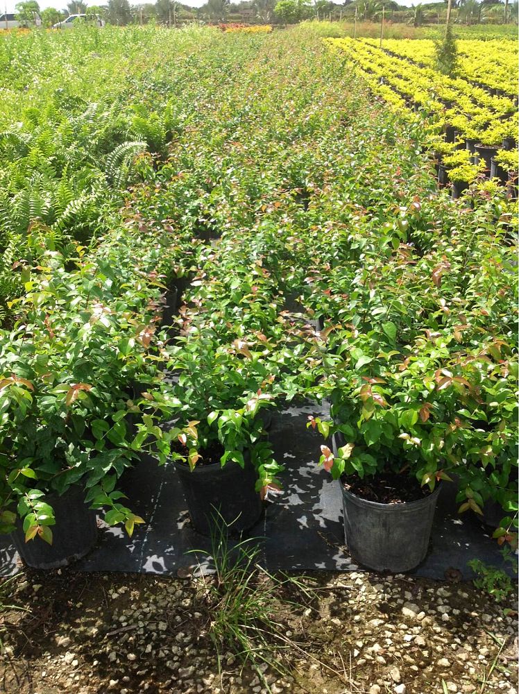 eugenia-myrtifolia-syzygium-paniculatum-brush-cherry