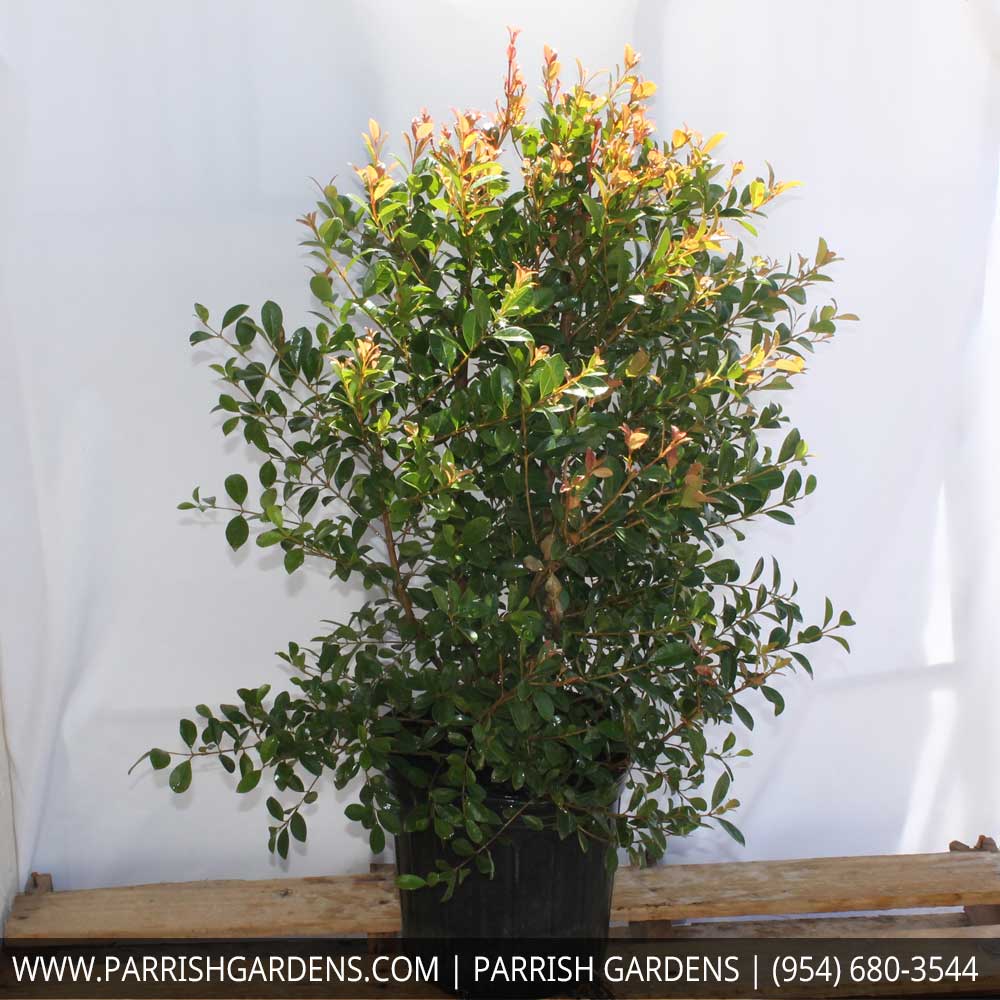 eugenia-myrtifolia-syzygium-paniculatum-brush-cherry