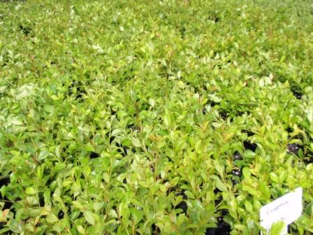 eugenia-myrtifolia-syzygium-paniculatum-brush-cherry