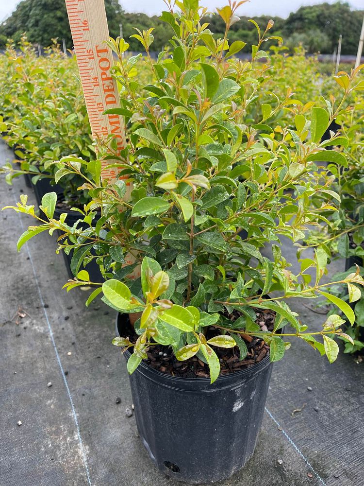eugenia-myrtifolia-syzygium-paniculatum-brush-cherry