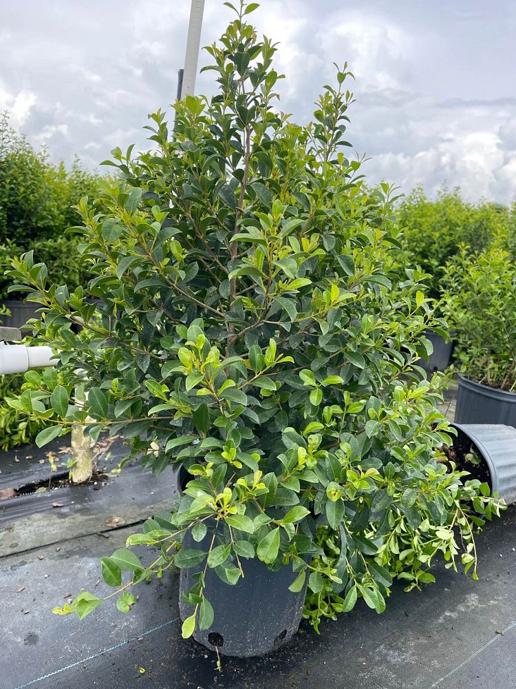 eugenia-myrtifolia-syzygium-paniculatum-brush-cherry