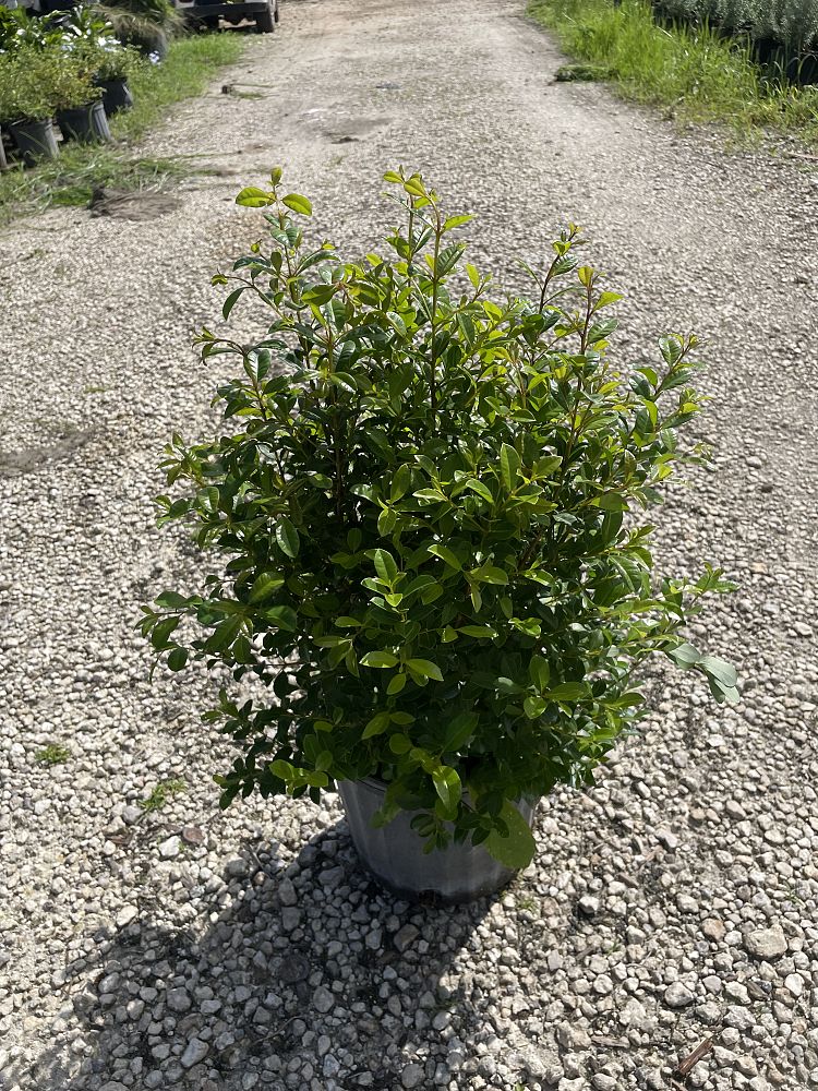 eugenia-myrtifolia-syzygium-paniculatum-brush-cherry