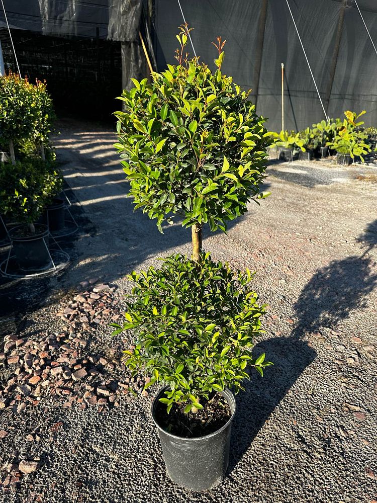 eugenia-myrtifolia-topiary-2-ball-syzygium-paniculatum-brush-cherry