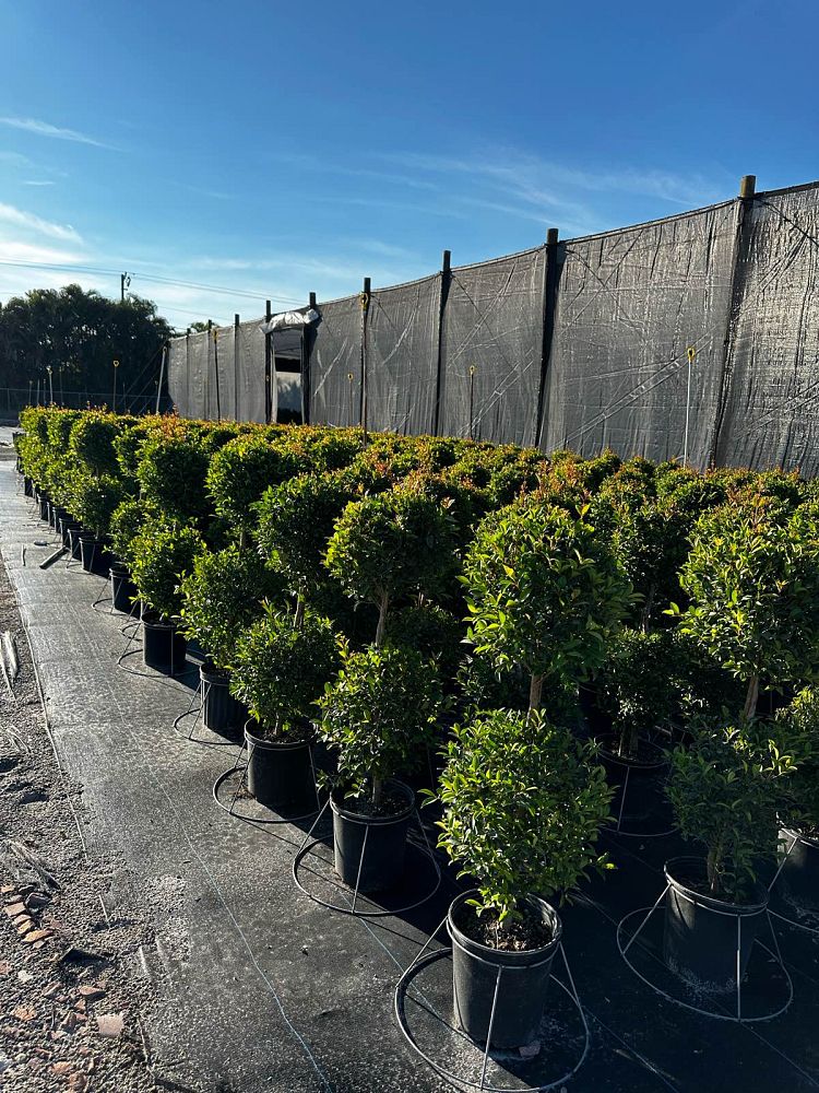 eugenia-myrtifolia-topiary-2-ball-syzygium-paniculatum-brush-cherry