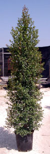 eugenia-myrtifolia-topiary-cone-syzygium-paniculatum-brush-cherry