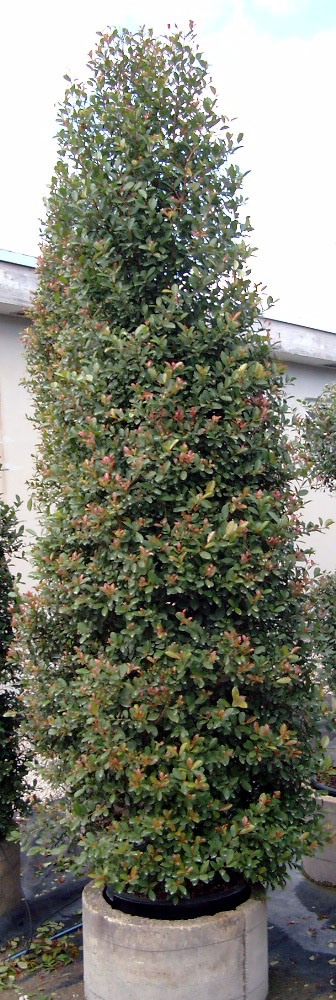 eugenia-myrtifolia-topiary-cone-syzygium-paniculatum-brush-cherry