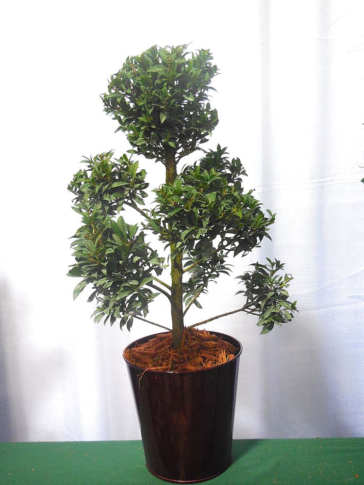 eugenia-myrtifolia-topiary-pompom-multiball-syzygium-paniculatum-brush-cherry