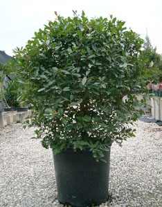 eugenia-myrtifolia-topiary-sphere-globe-syzygium-paniculatum-brush-cherry