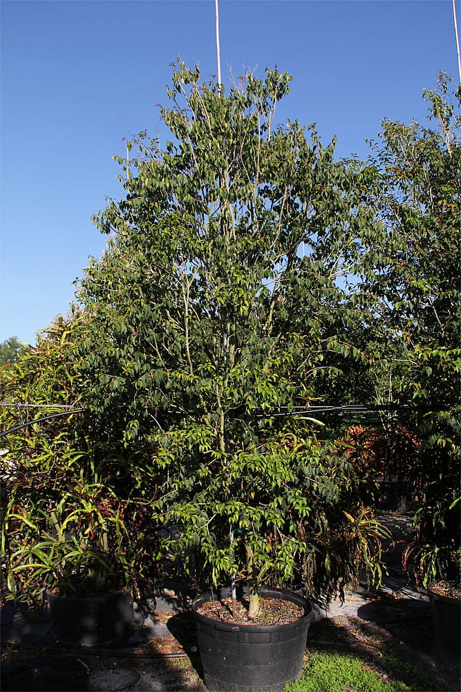eugenia-rhombea-red-stopper