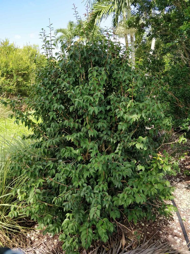 eugenia-rhombea-red-stopper
