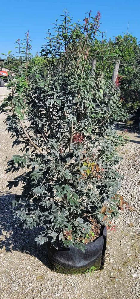 eugenia-rhombea-red-stopper