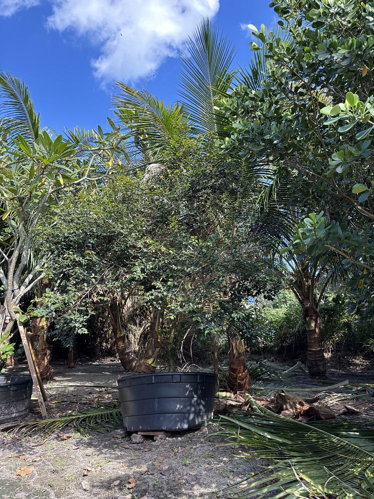 eugenia-rhombea-red-stopper