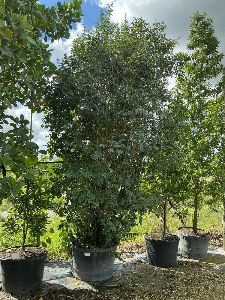 eugenia-rhombea-red-stopper