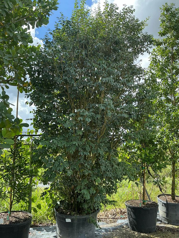 eugenia-rhombea-red-stopper