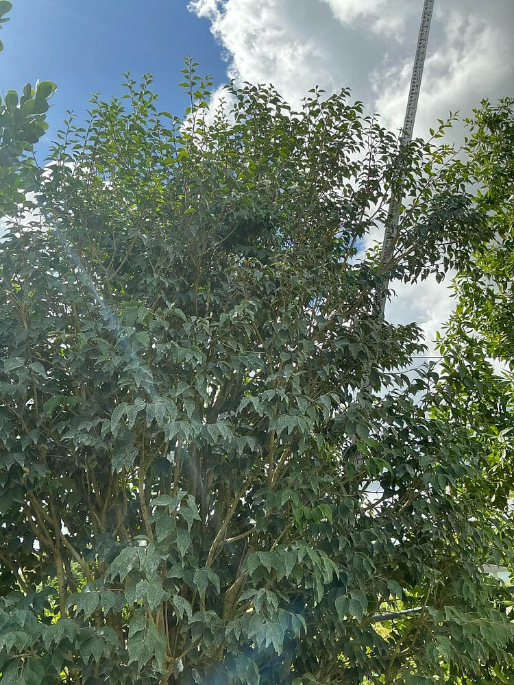 eugenia-rhombea-red-stopper