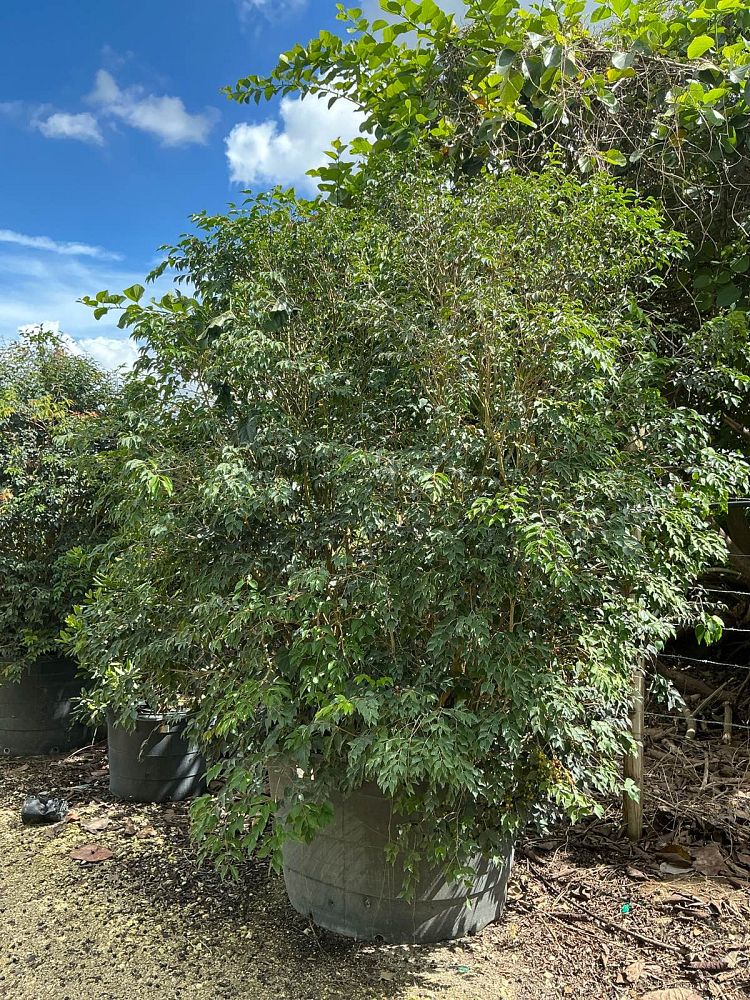 eugenia-rhombea-red-stopper