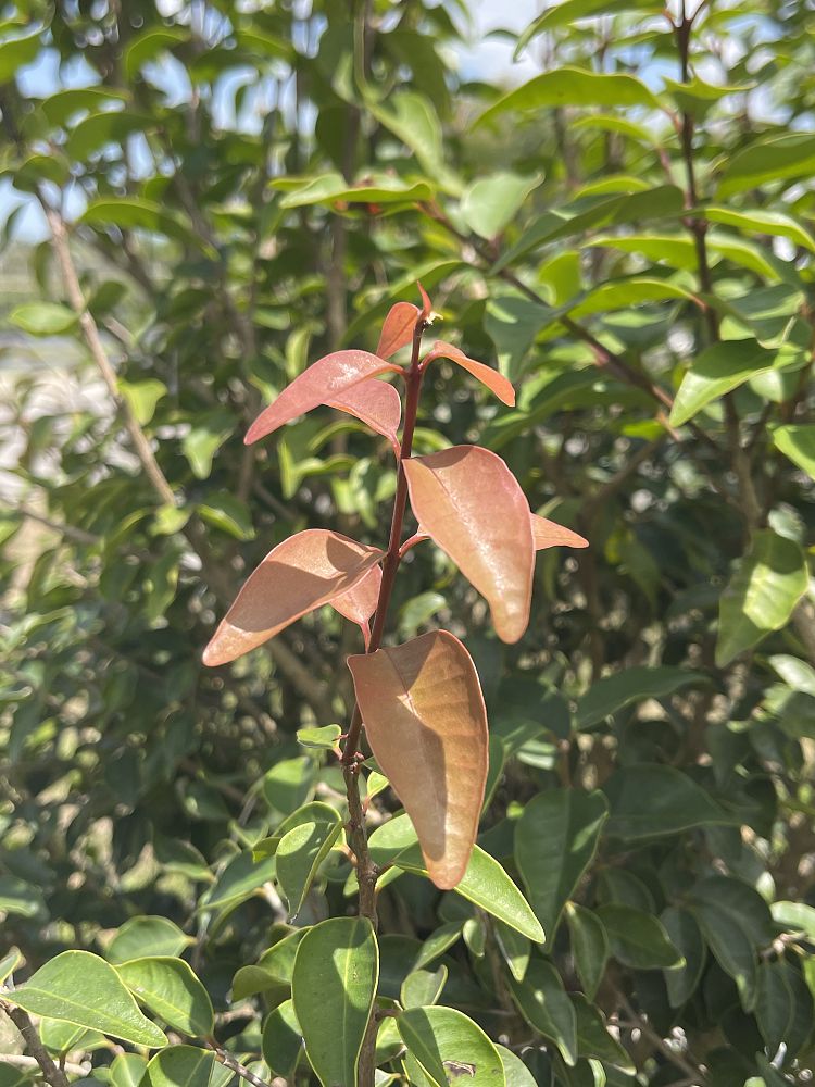 eugenia-rhombea-red-stopper