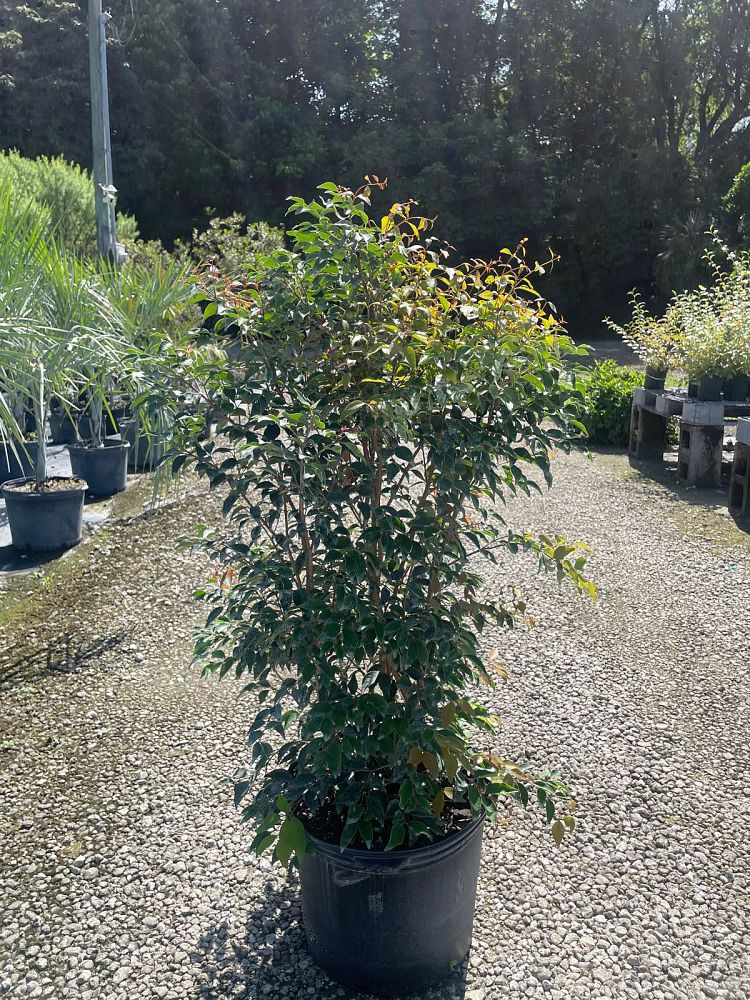 eugenia-rhombea-red-stopper