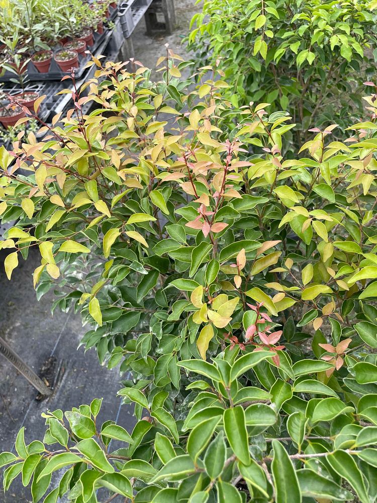 eugenia-rhombea-red-stopper