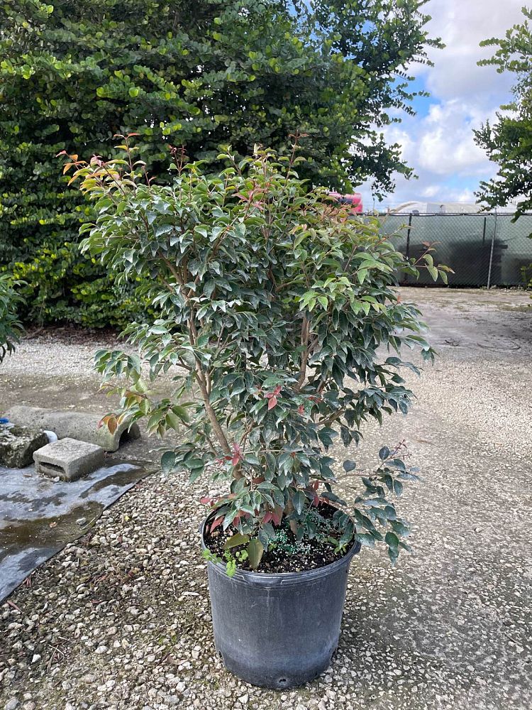 eugenia-rhombea-red-stopper