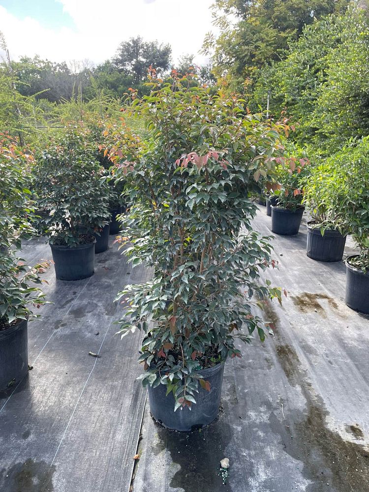 eugenia-rhombea-red-stopper