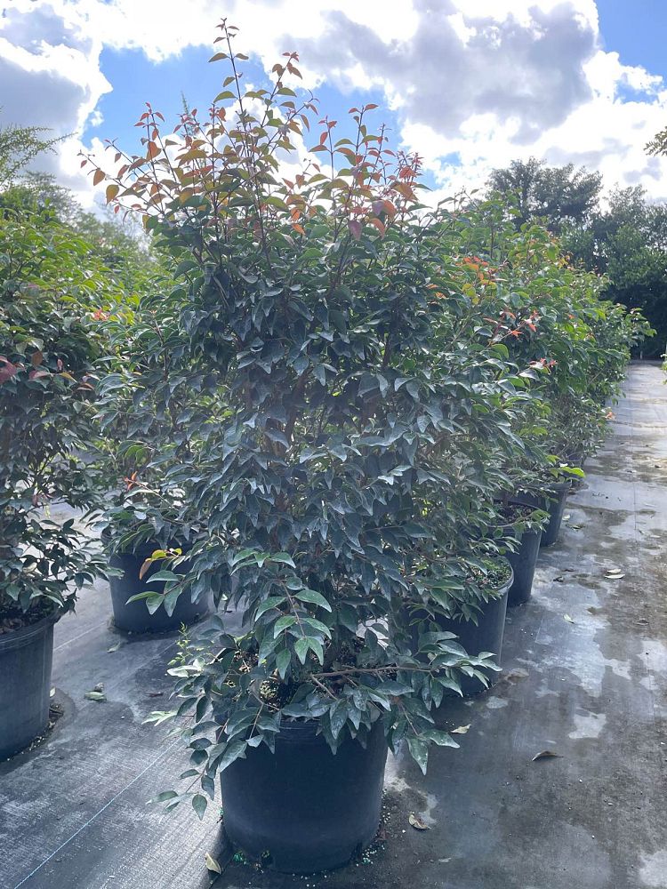 eugenia-rhombea-red-stopper