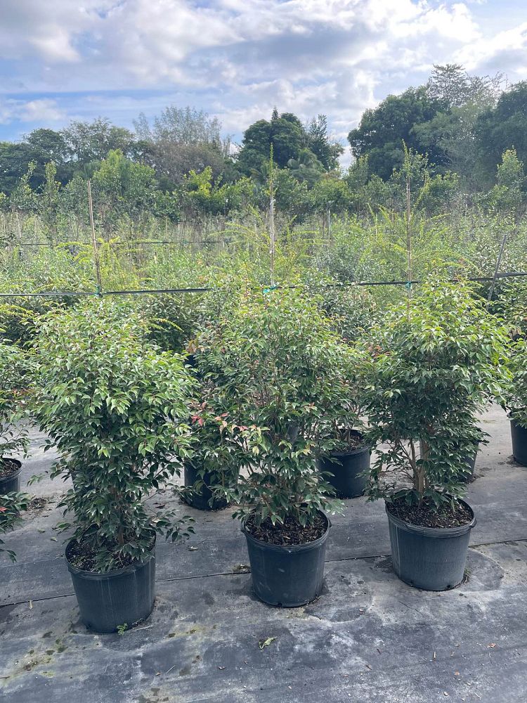 eugenia-rhombea-red-stopper