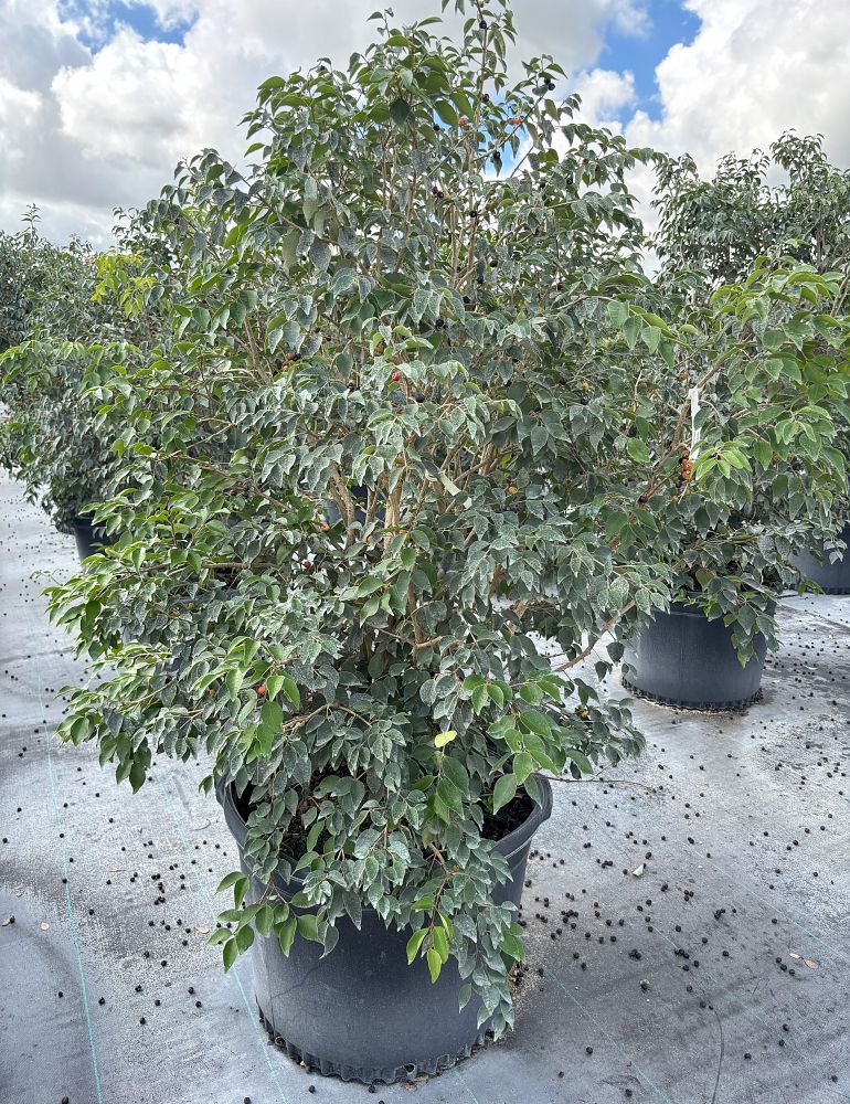 eugenia-rhombea-red-stopper